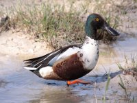 0004 (Löffelente (M)